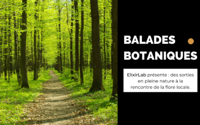 Balades botaniques – mai/juin 2021